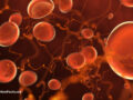 Digital illustration of angiogenesis
